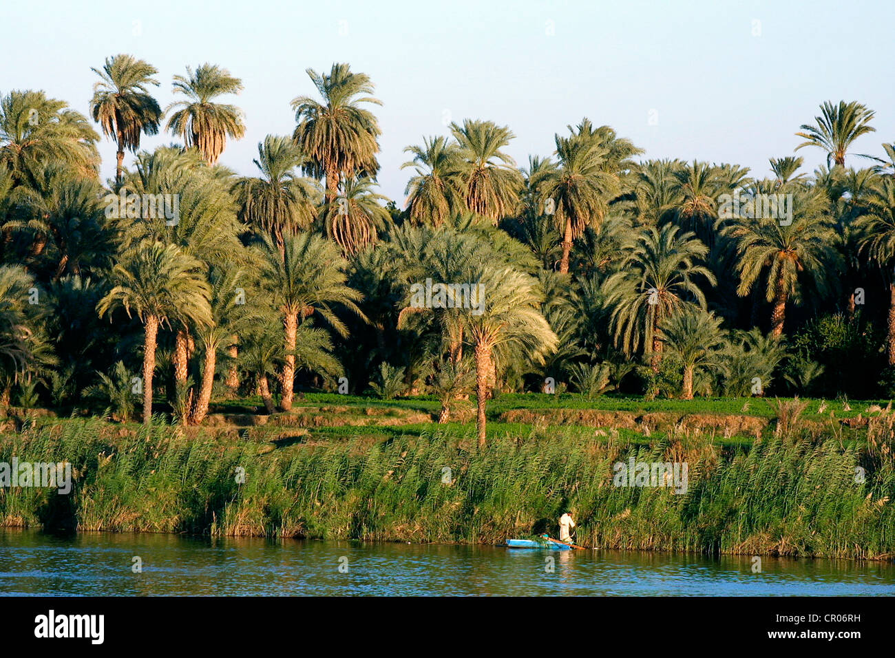 The Vegetation of Egypt: M. D. Zahran and A. J. Willis