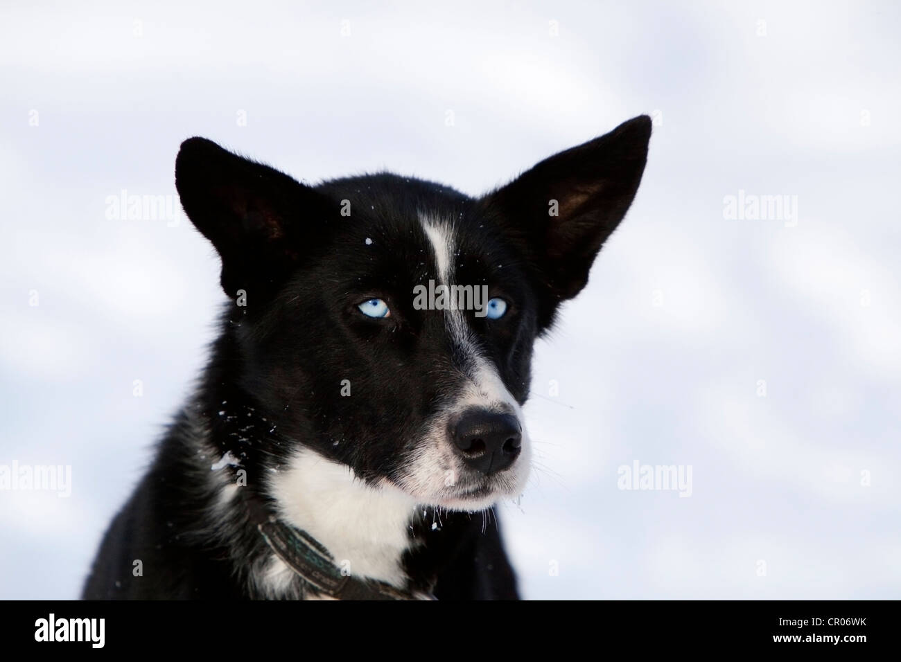 Portrait of a sled dog, female Alaskan Husky, blue eyes, Yukon Territory, Canada Stock Photo