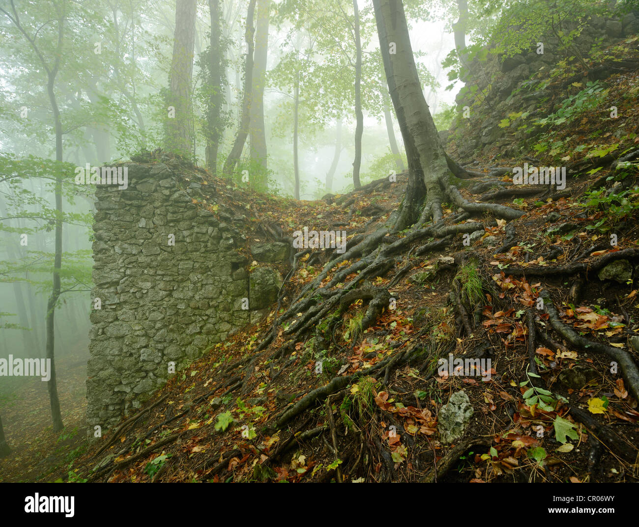 Remains of a ruin in fog, Arnstein, Lower Austria, Austria, Europe Stock Photo Alamy