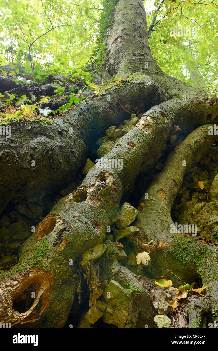 Woodpeckers' holes in beech roots, Arnstein, Lower Austria, Austria, Europe Stock Photo