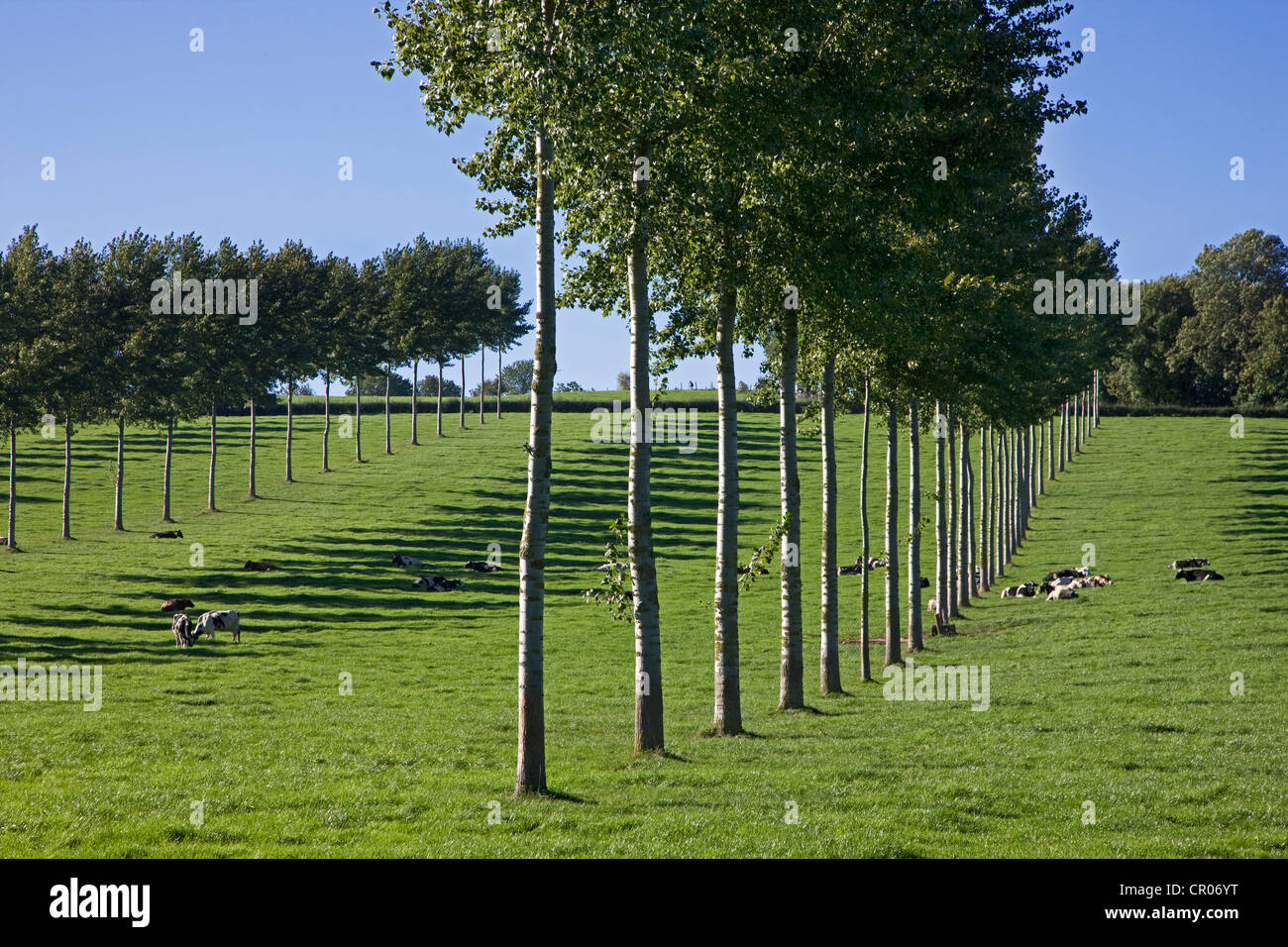 Row of poplars (Populus) in field with cows, Belgium Stock Photo
