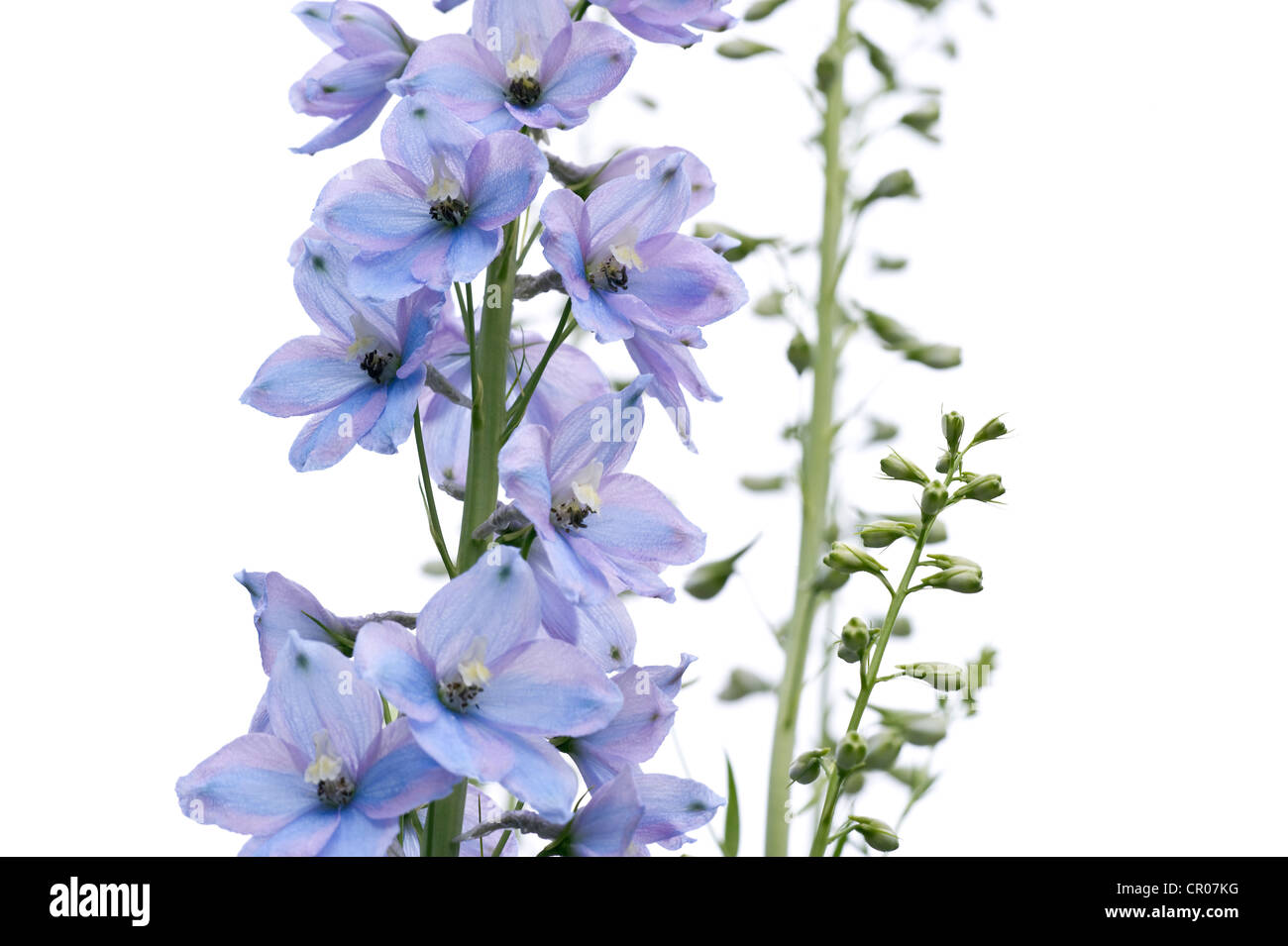 Species Of Larkspur High Resolution Stock Photography and Images - Alamy