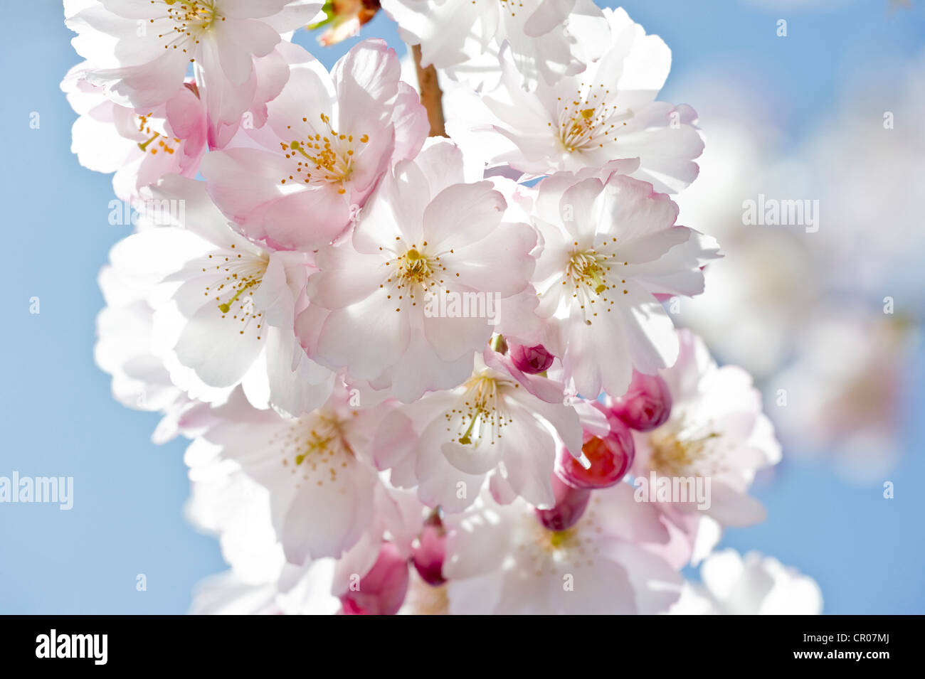 Flowering Japanese Cherry Tree (Prunus serrulata) Stock Photo