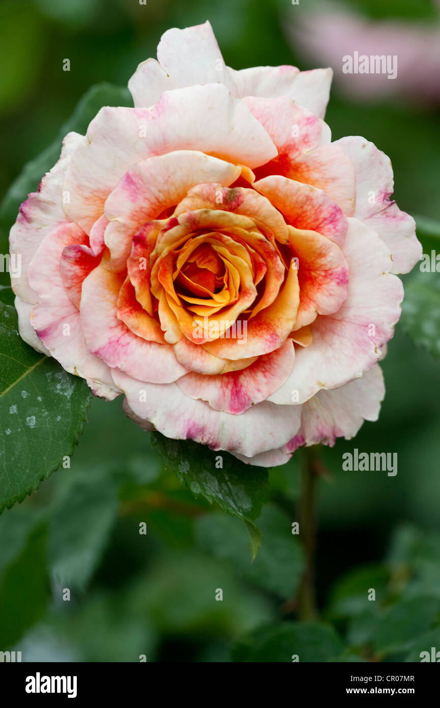 Painter rose (Rosa), Delbard Stock Photo - Alamy