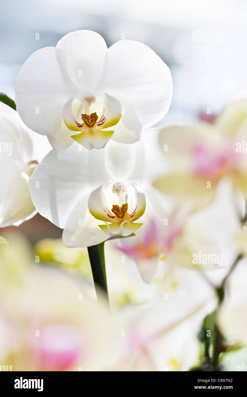 Orchids (Phalaenopsis) Stock Photo