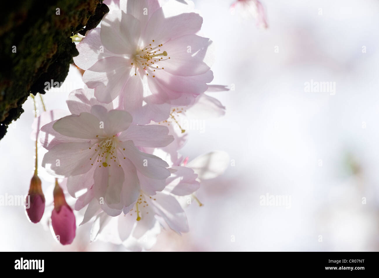 Blooming Japanese Cherry (Prunus serrulata) Stock Photo