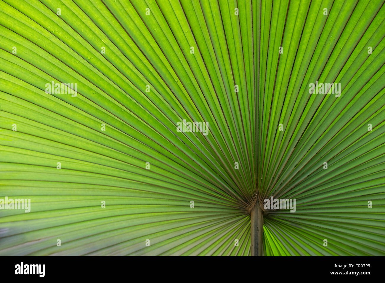 California Washingtonia, Northern Washingtonia, California fan pal (Washingtonia filifera), palm frond Stock Photo
