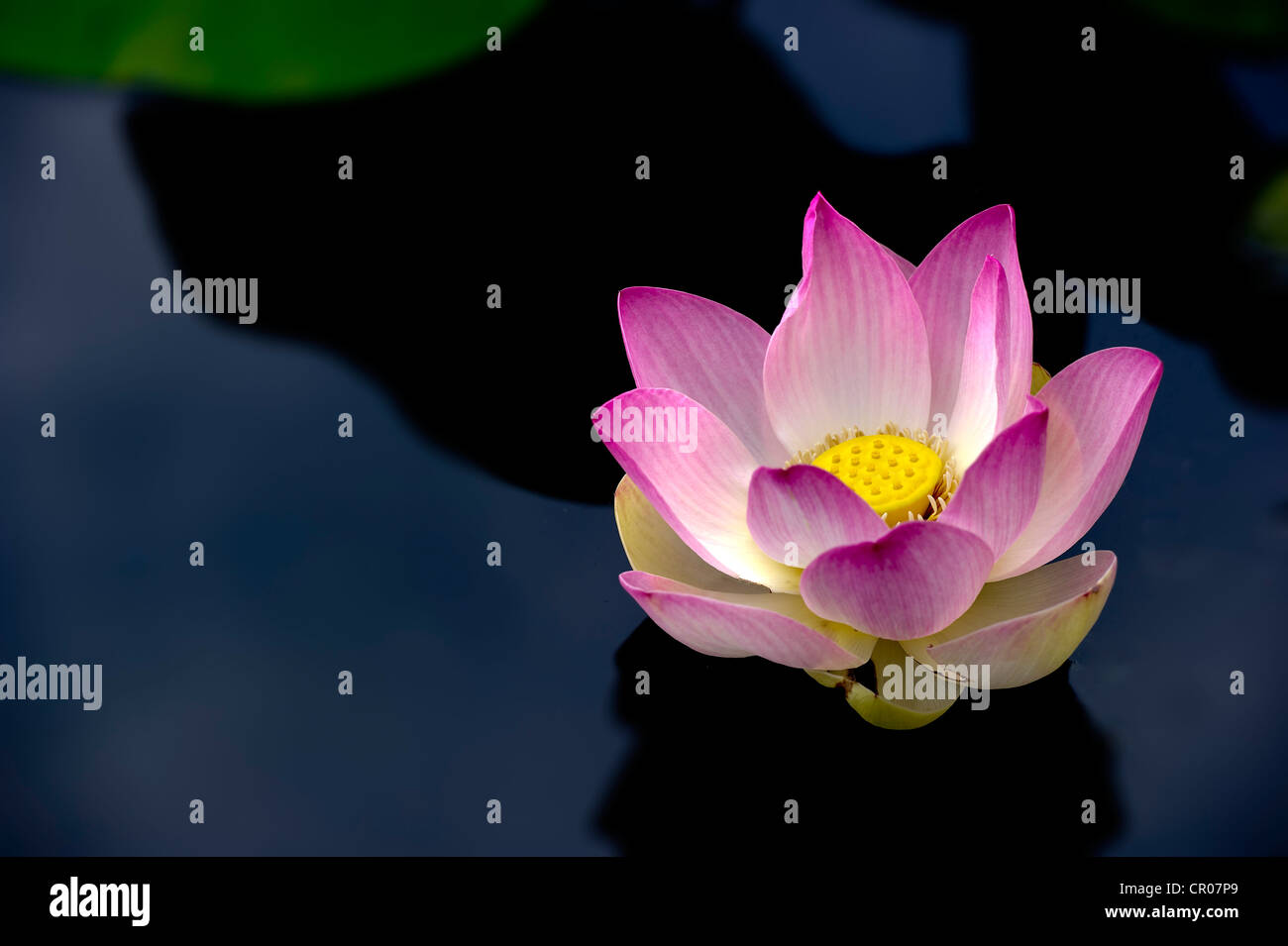Floating Lotus Blossom (Nelumbo nucifera) Stock Photo