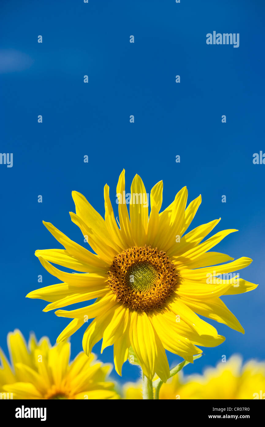 Sunflower (Helianthus annuus) against a blue sky Stock Photo - Alamy