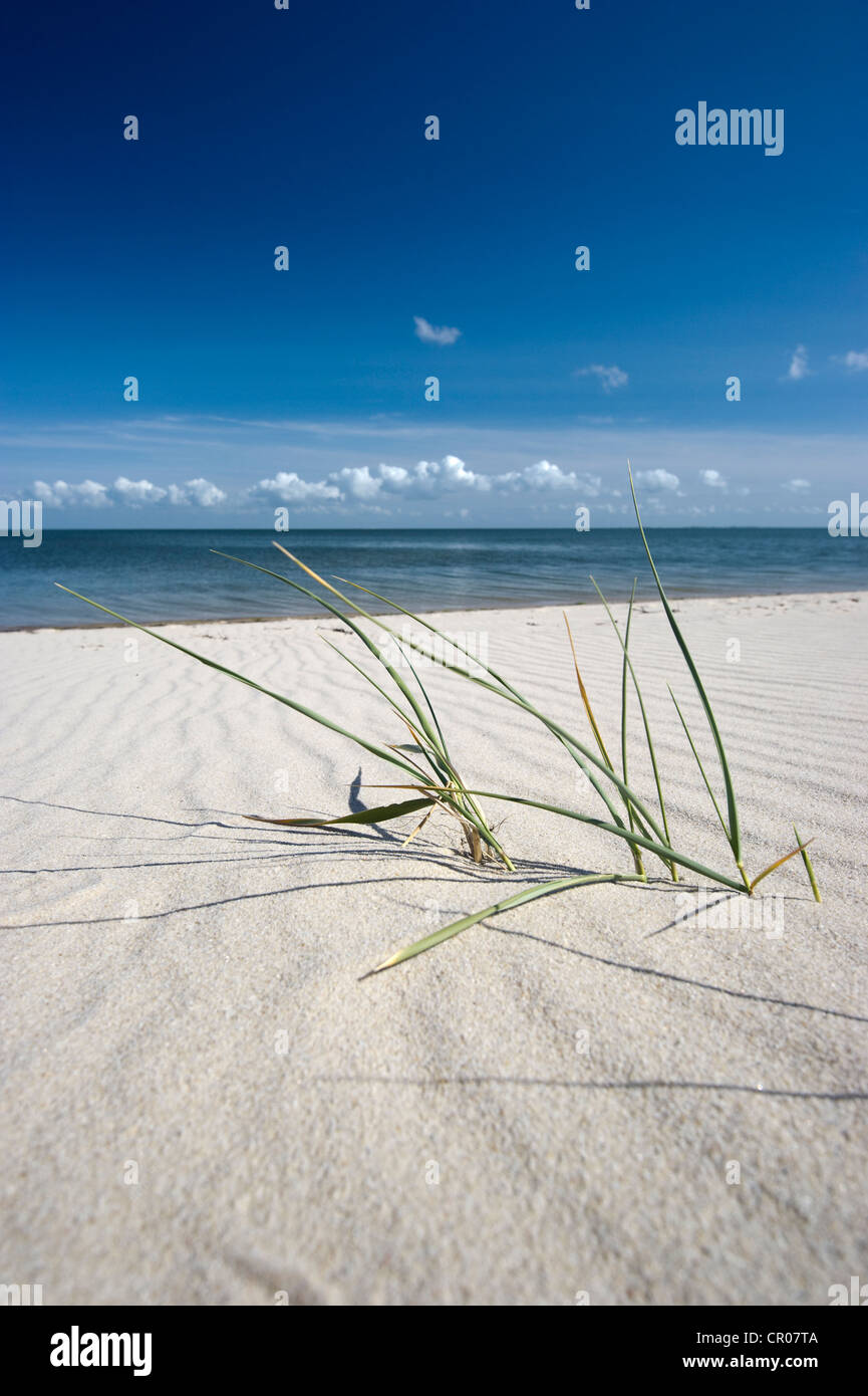 White beach with marram grass near Kampen, Sylt island, Schleswig-Holstein, Germany, Europe Stock Photo