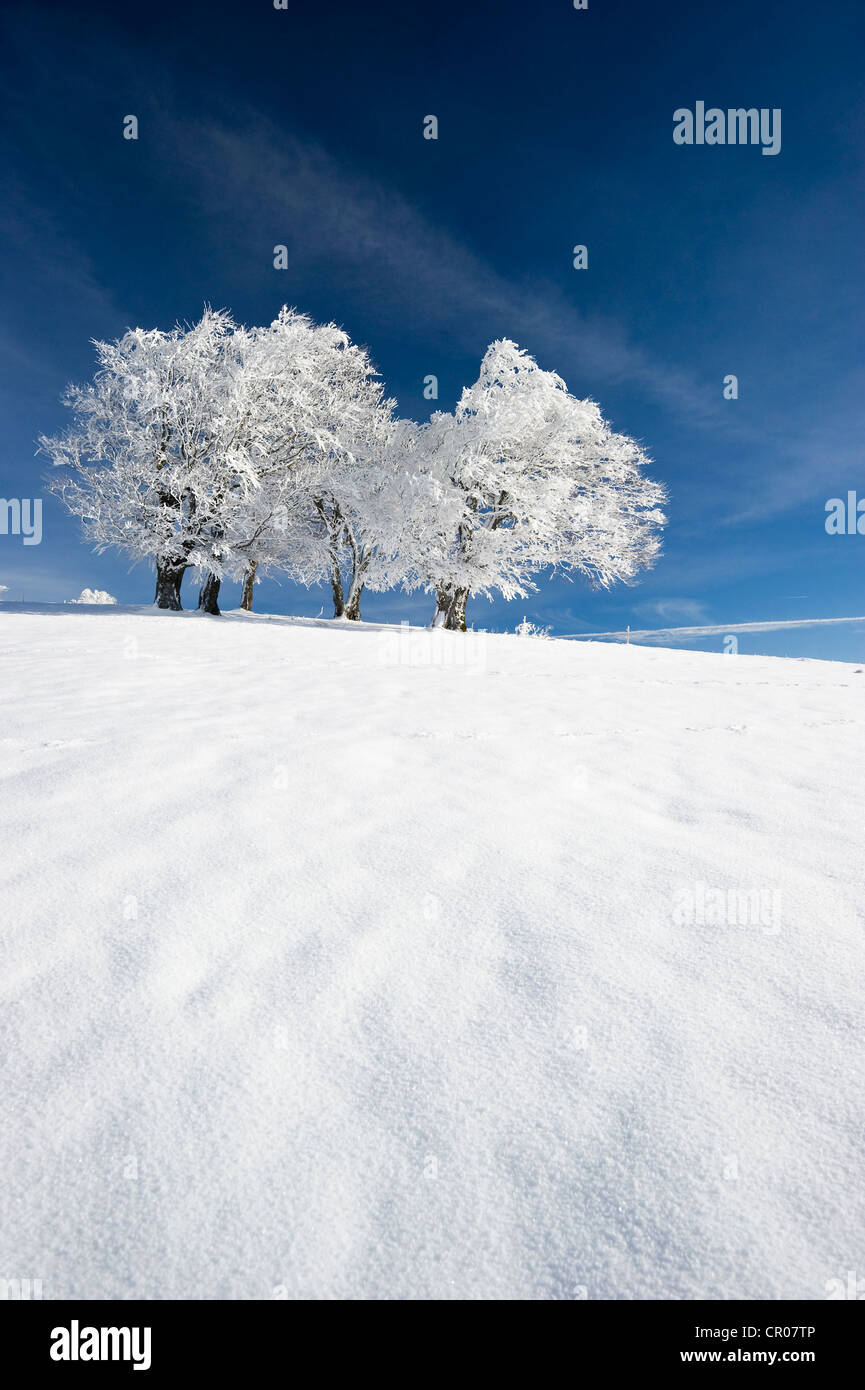 Snowy beeches on Mt. Schauinsland near Freiburg im Breisgau, Baden-Wuerttemberg, Germany, Europe Stock Photo