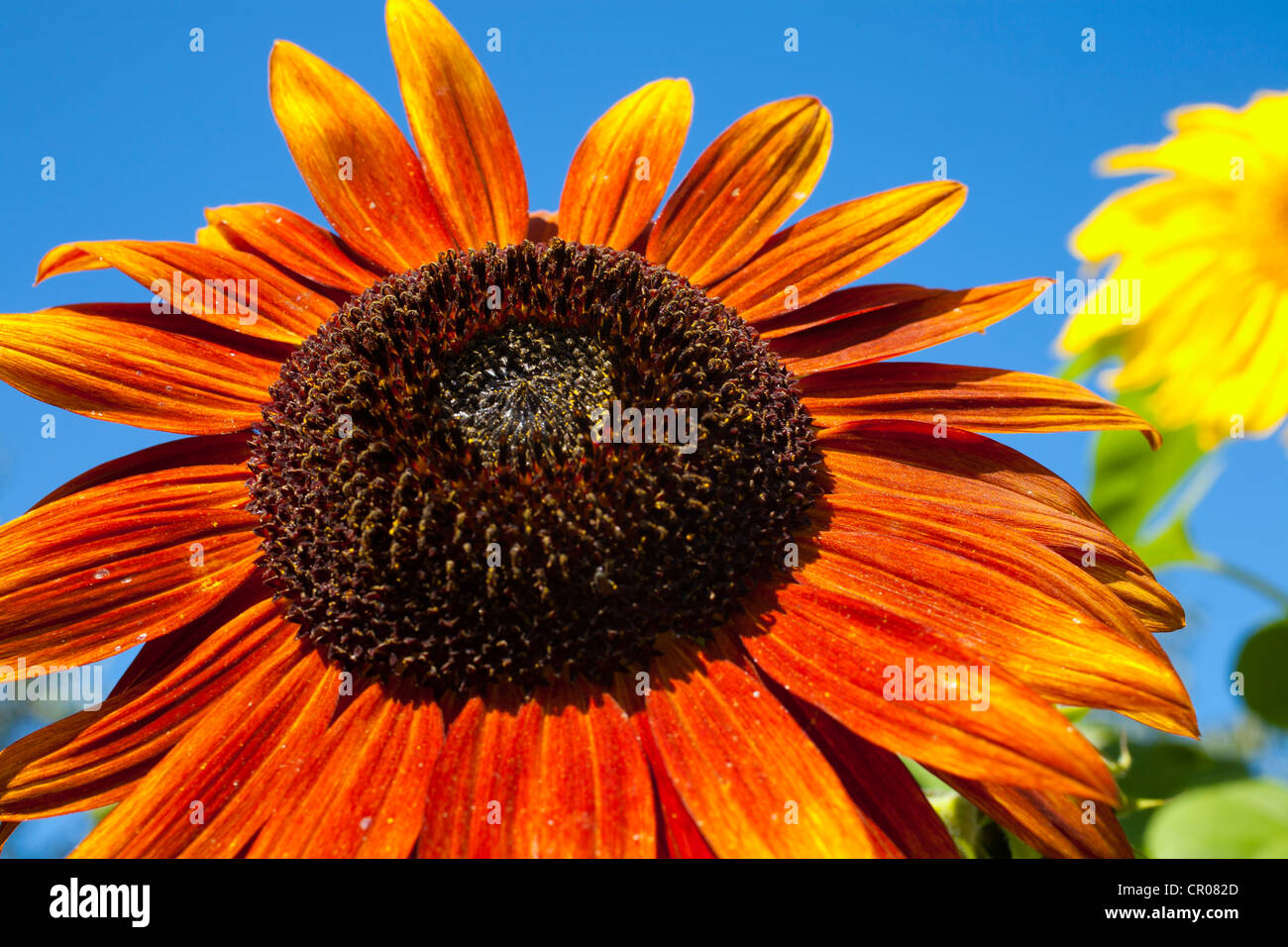 Orange Sunflower (Helianthus annuus), Adamsville, Quebec, Canada Stock