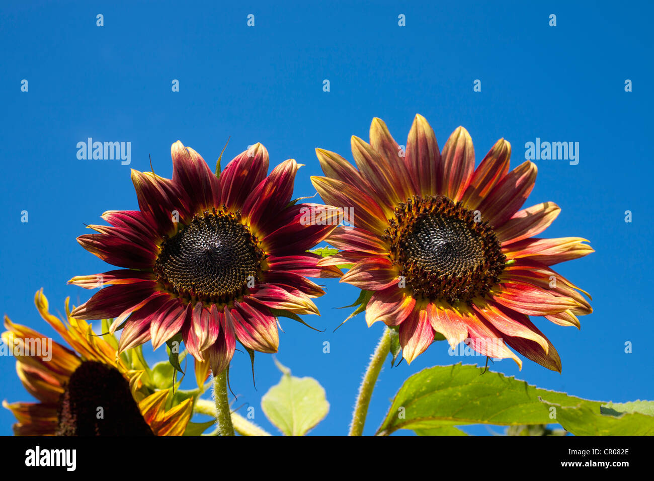 Orange Sunflowers (Helianthus annuus), Adamsville, Quebec, Canada Stock