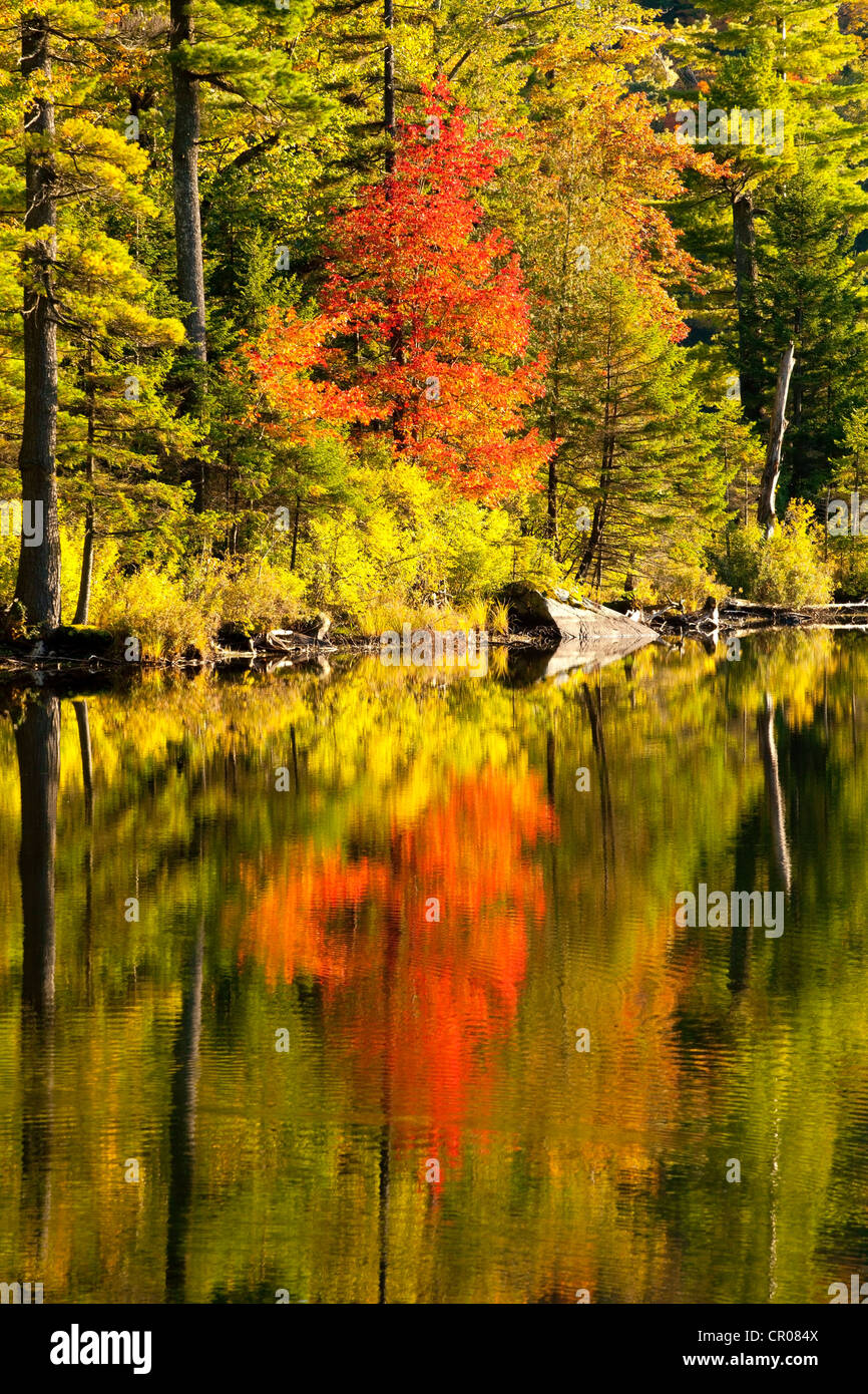 Maple tree and pine trees in autumn, West Bolton, Quebec, Canada Stock