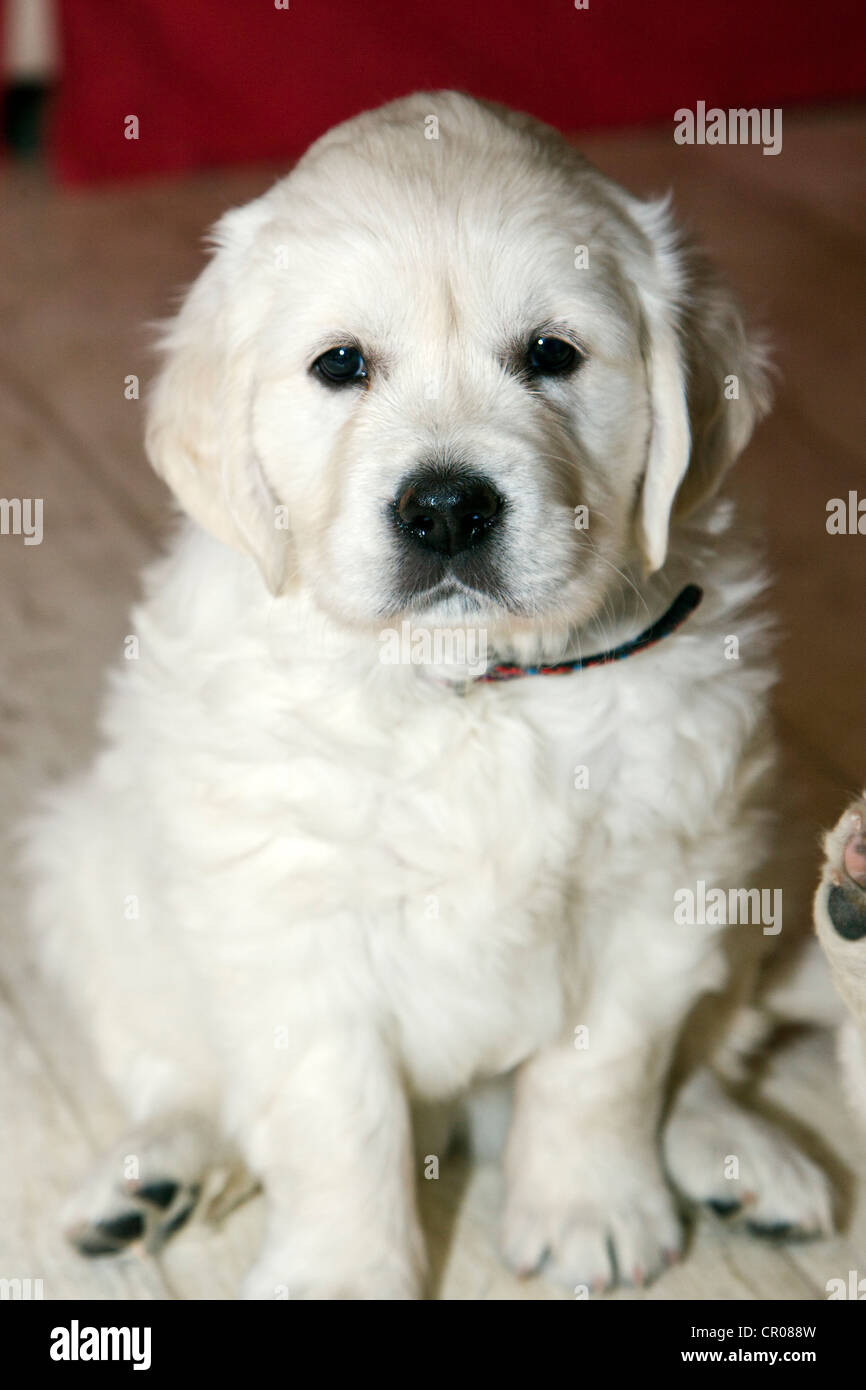 Platinum colored Golden Retriever puppy. 48 days young Stock Photo Alamy