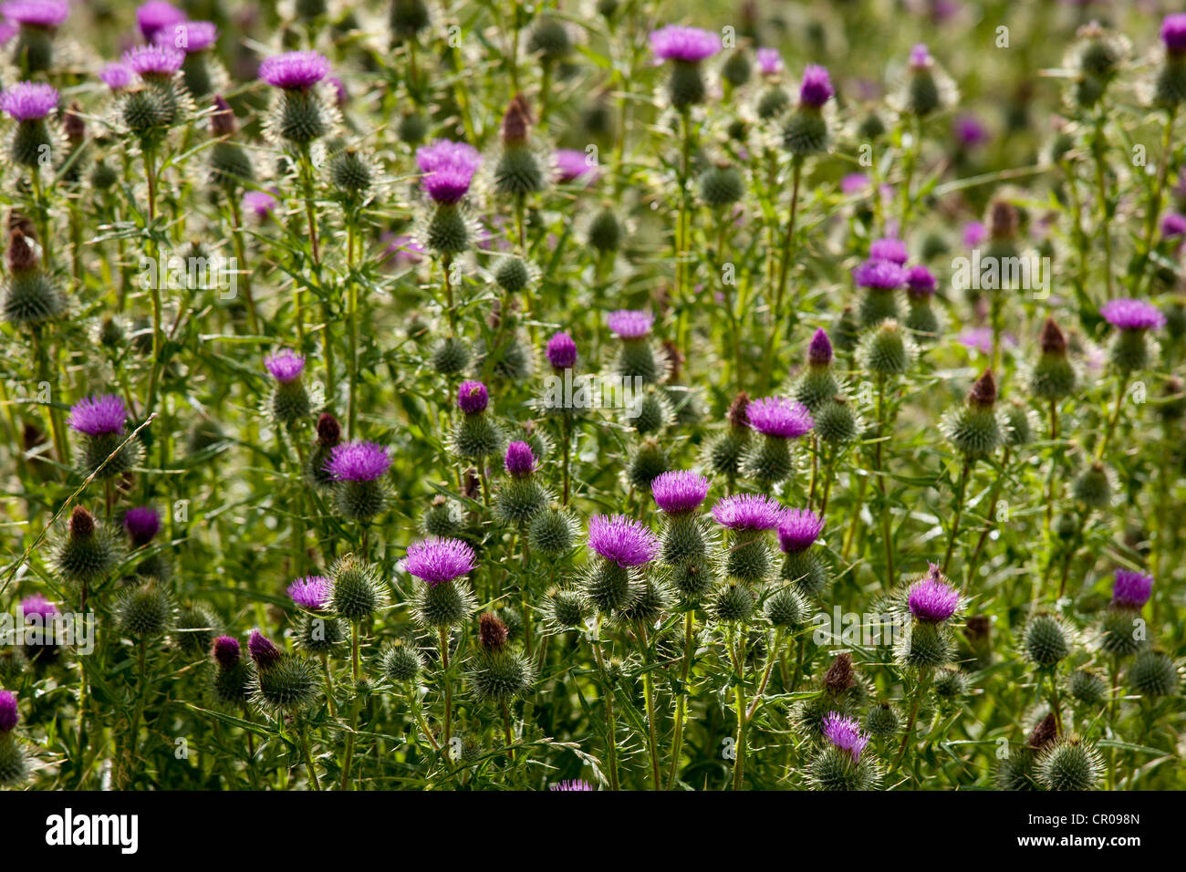 Scottish Thistle, Onopordum Acanthium, wildflower in the Lake District National Park, Cumbria, UK Stock Photo