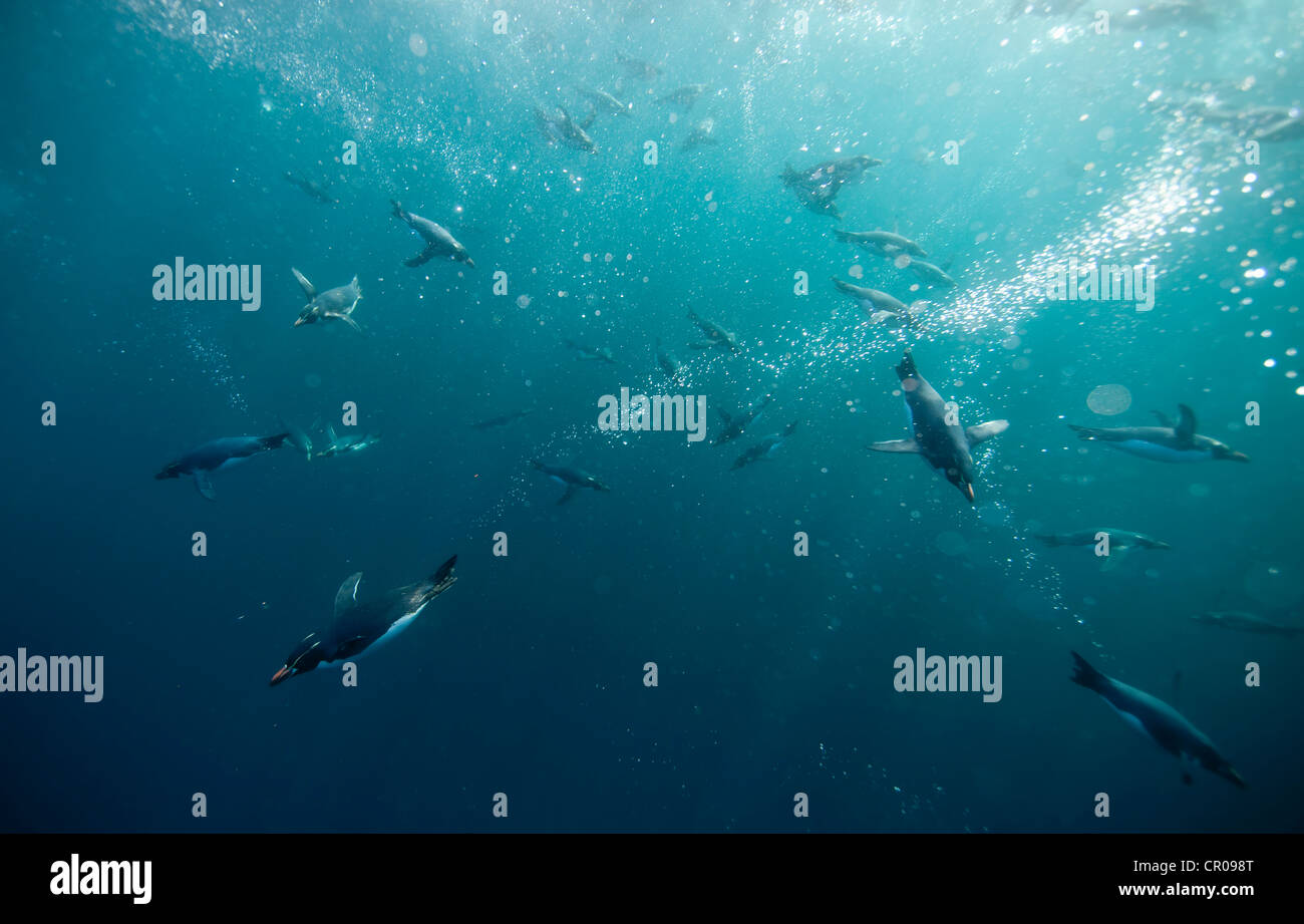 Crested penguins swimming underwater Stock Photo