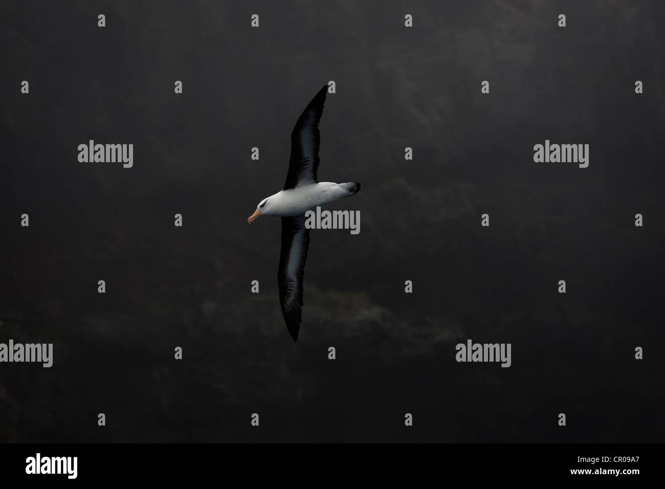 Campbell albatross in flight Stock Photo