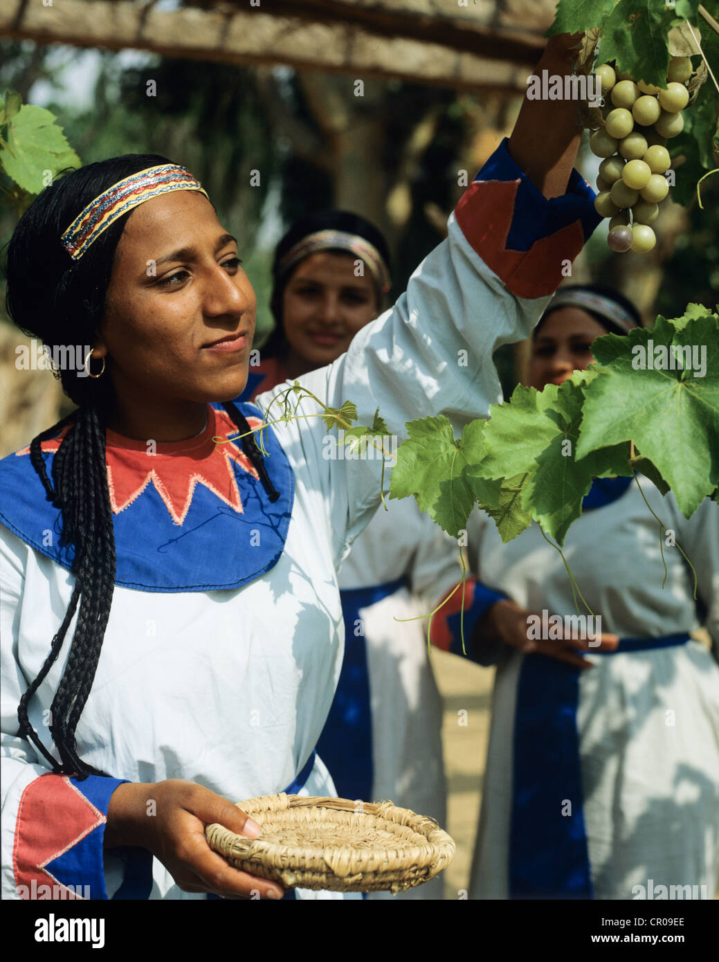 Egypt. Cairo. Pharaonic village. Women picking grapes for traditional