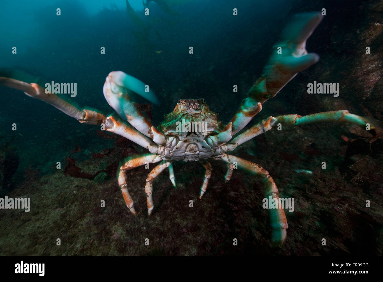 Close up of giant spider crab underwater Stock Photo