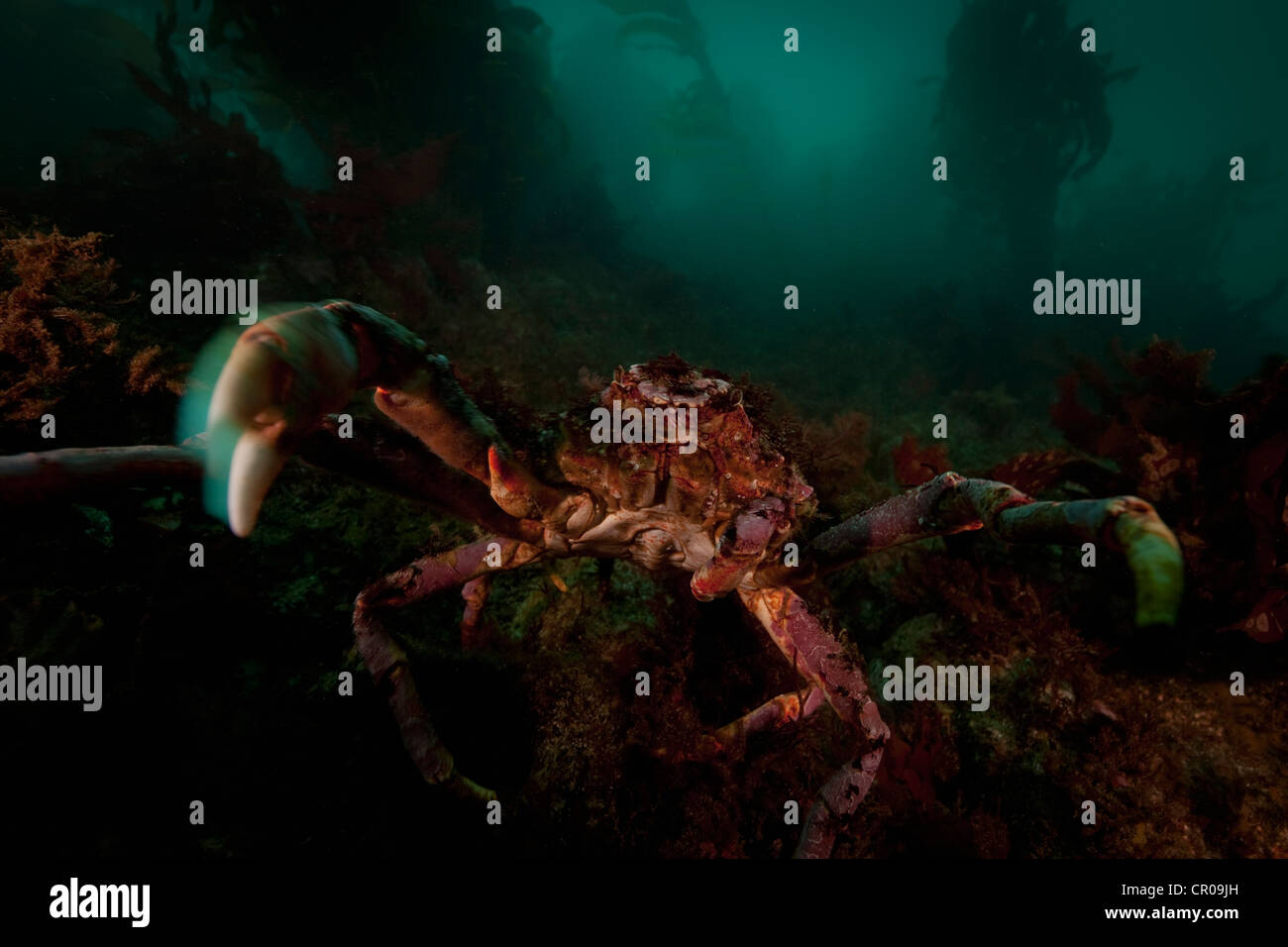Close up of giant spider crab underwater Stock Photo