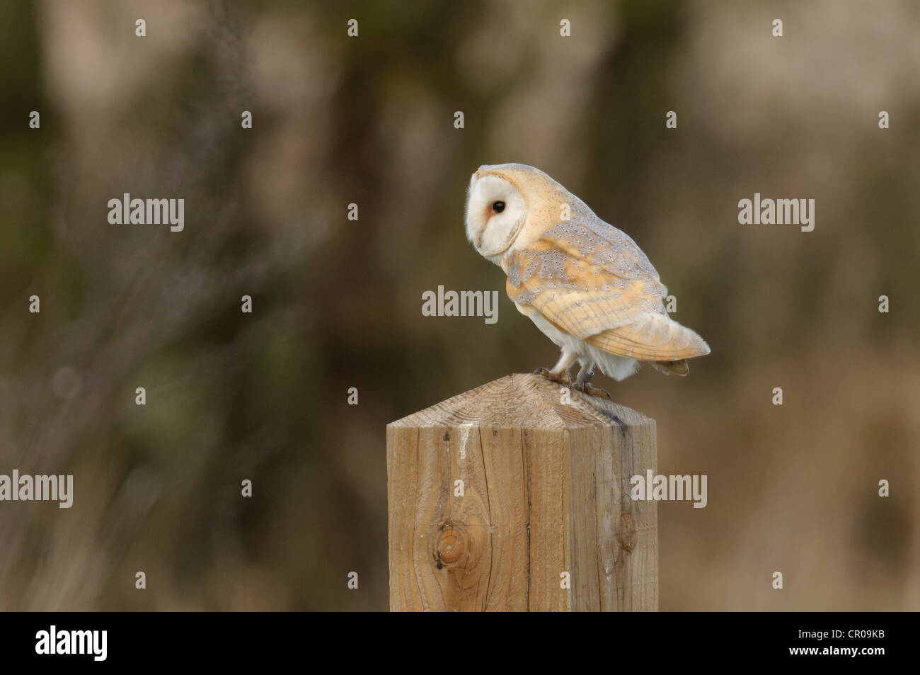 Barn owl (Tyto alba) adult perched on fence post. Norfolk. March. Stock Photo