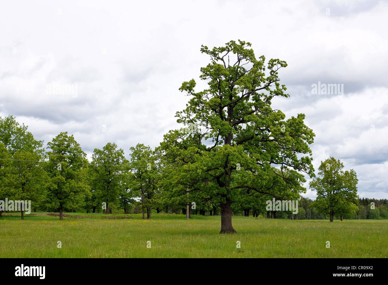 Landscape with green trees and the cloudy sky Stock Photo - Alamy