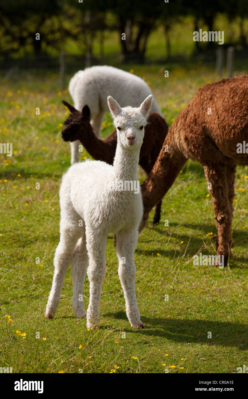 Baby Alpaca at Town End Farm near Kendal in the Lake District National Park, Cumbria, UK Stock Photo