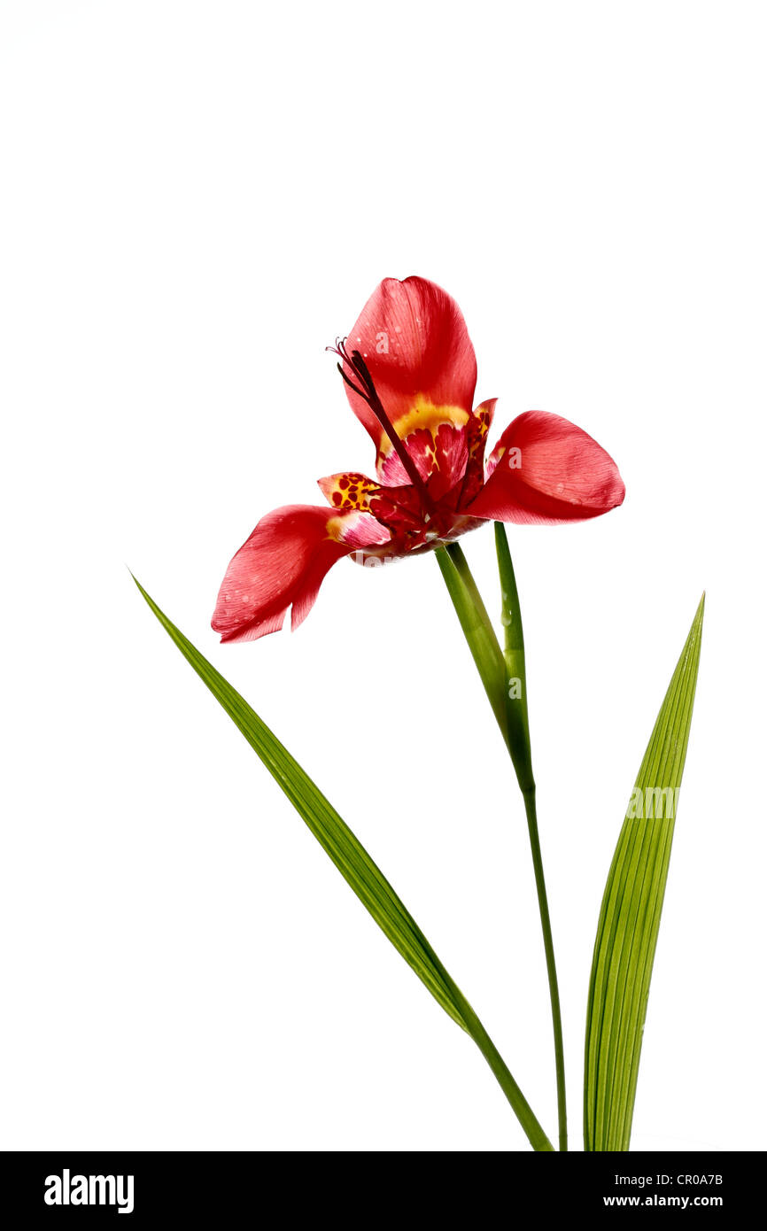 Tiger lily (Lilium lancifolium Stock Photo Alamy