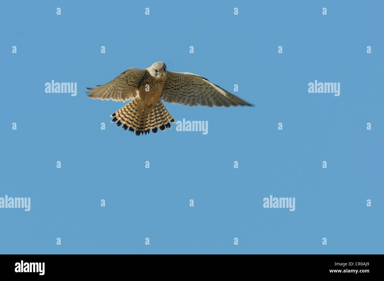 Common kestrel (Falco tinnunculus) male hovering in flight. Norfolk, England. May. Stock Photo