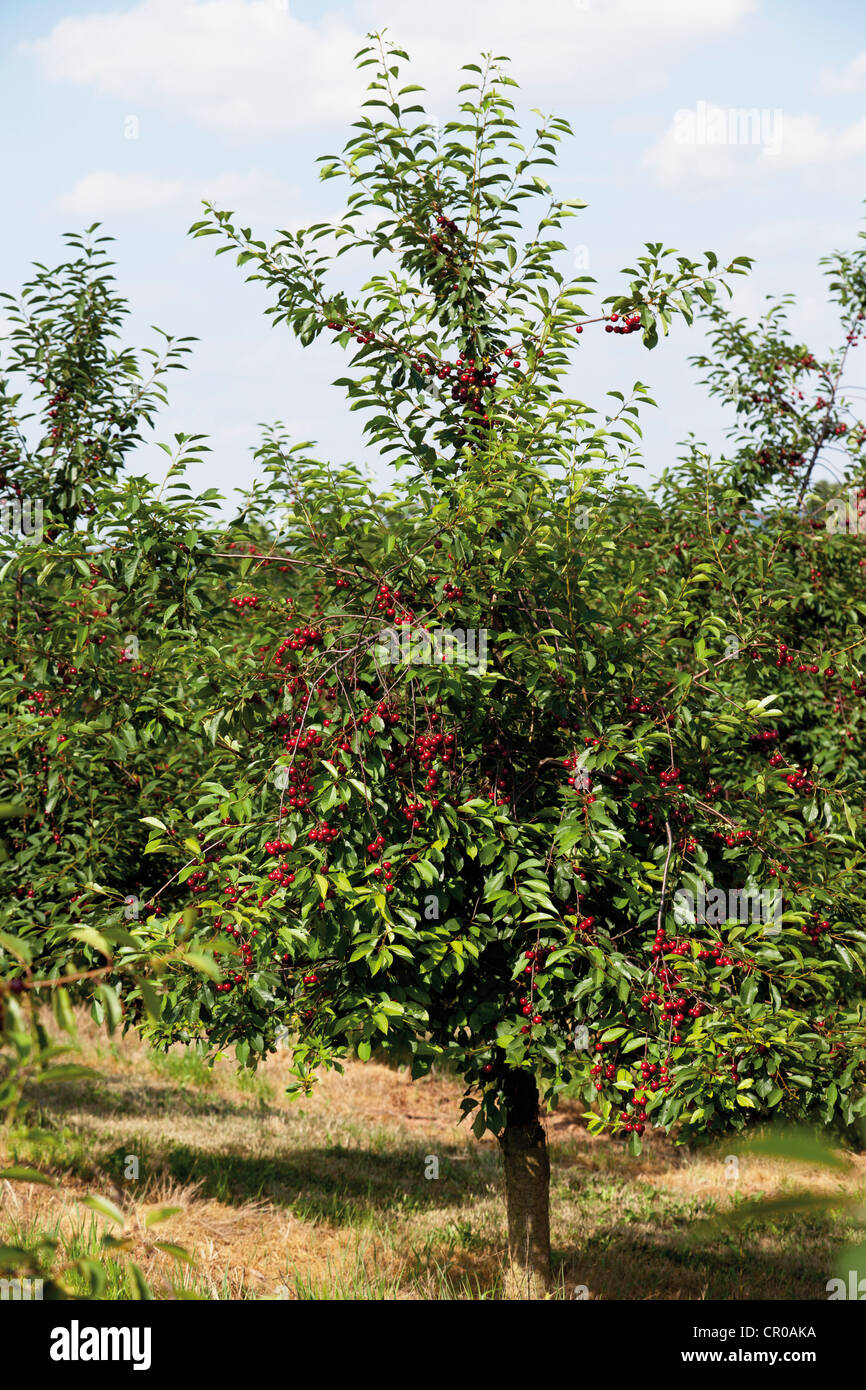 Sour cherry tree (Prunus cerasus) Stock Photo