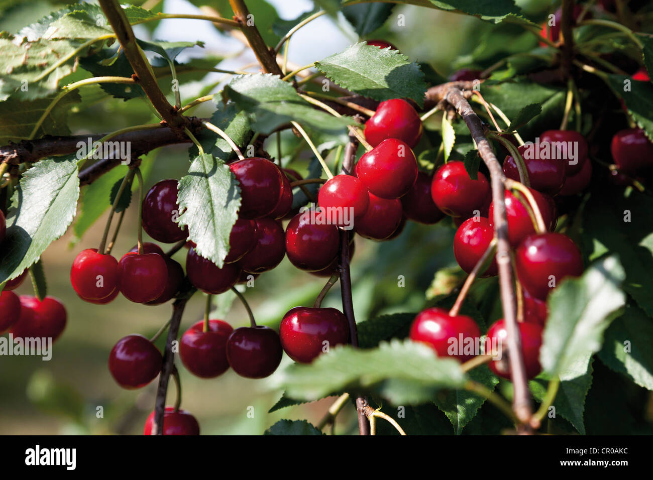 Sour cherries (Prunus cerasus) Stock Photo