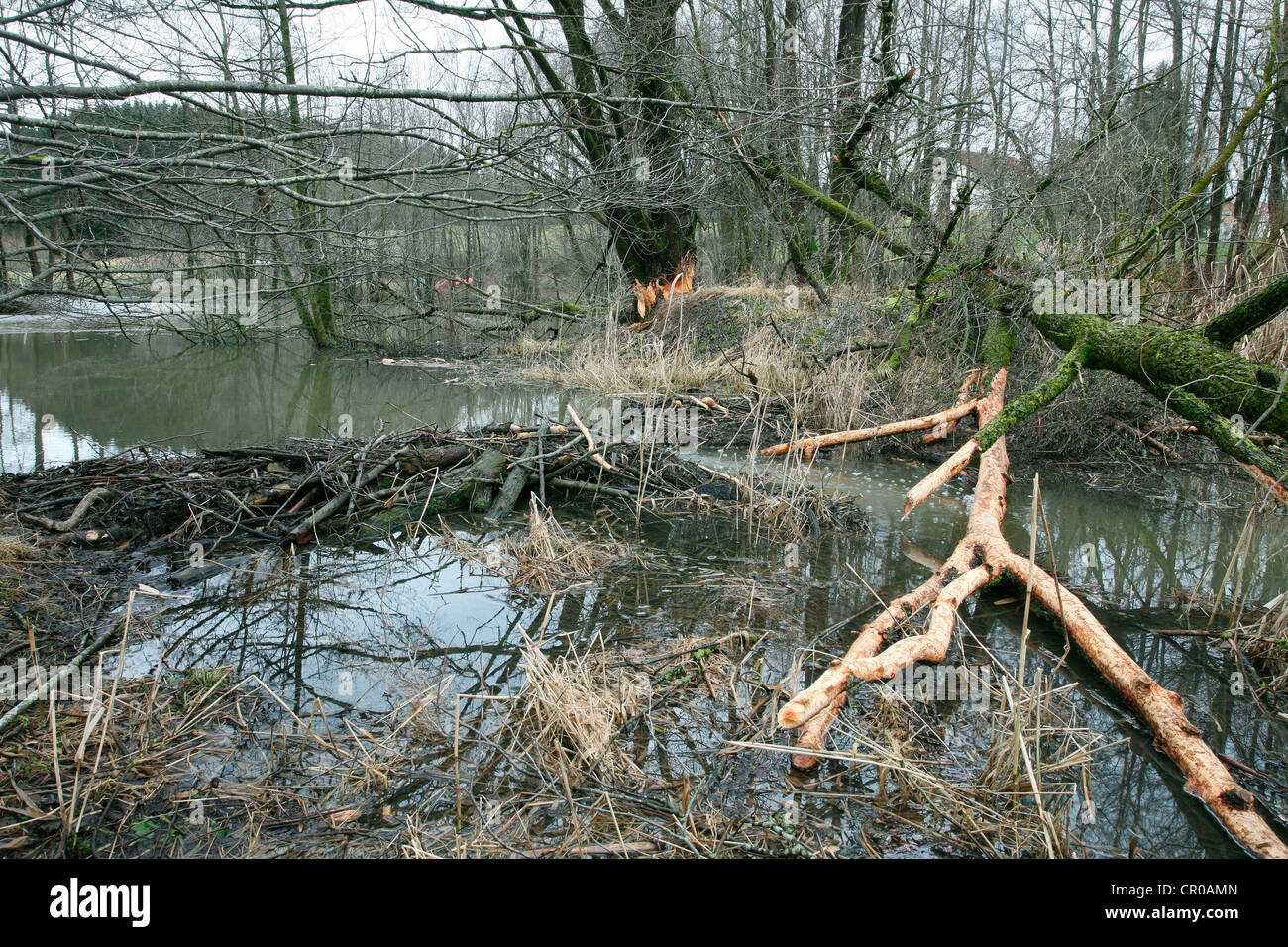 Beaver dam with gnawed Goat Willow (Salix caprea) in a pond, Allgaeu, Bavaria, Germany, Europe Stock Photo