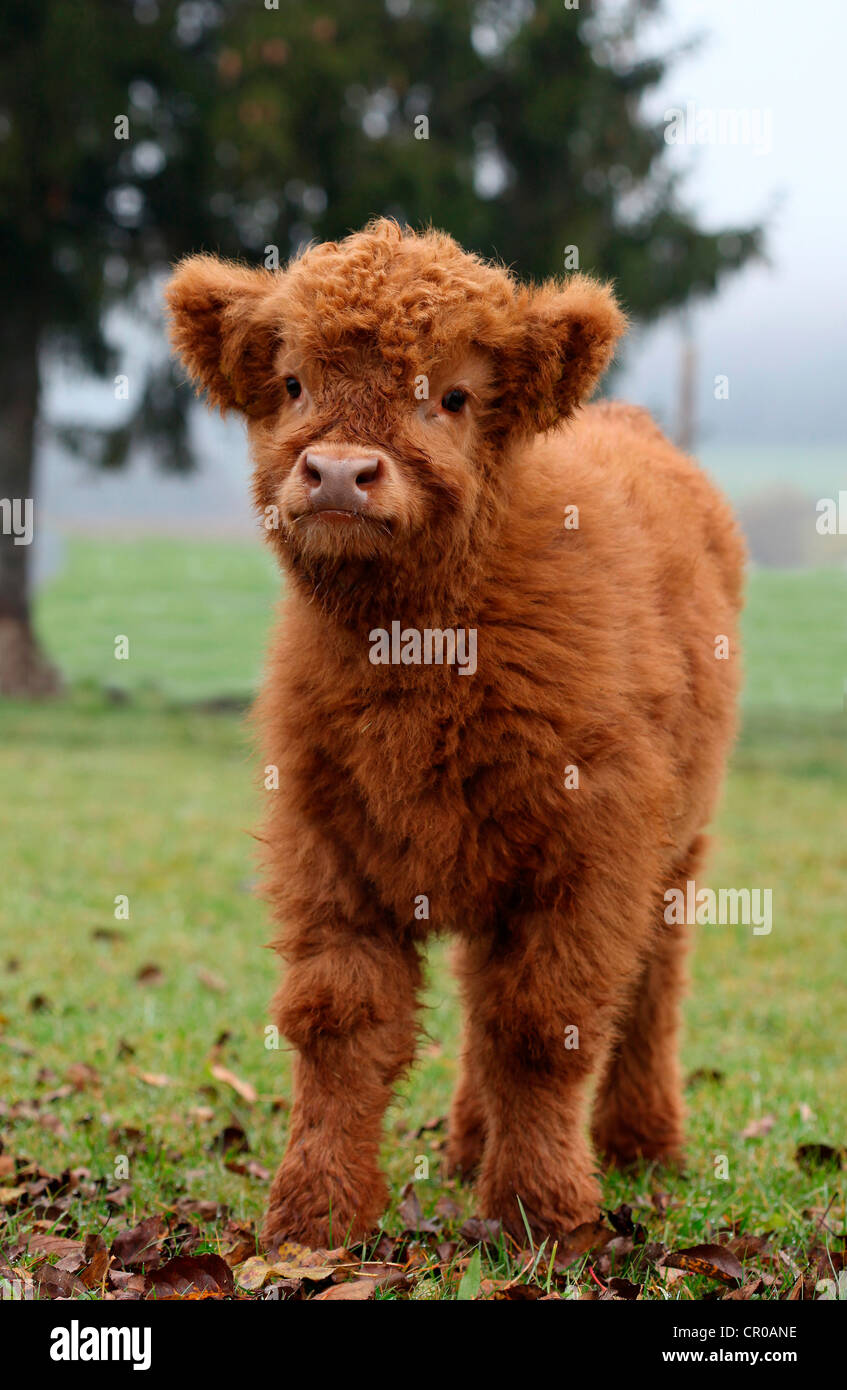 Highland Cattle, Scotland