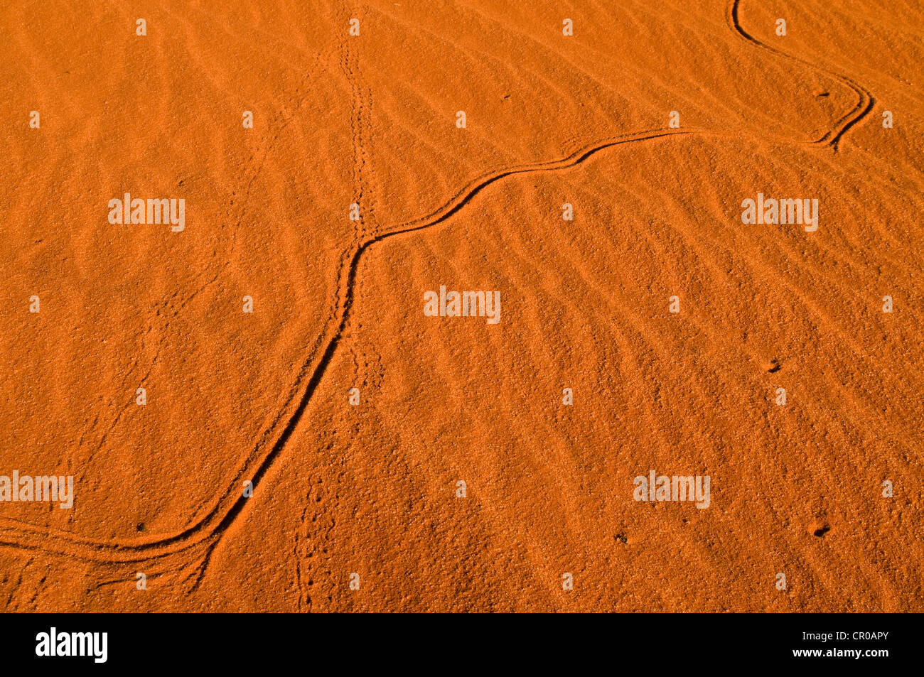 Red dunes, Kgalagadi Transfrontier Park, Kalahari Desert, Northern Cape, South Africa, Africa Stock Photo