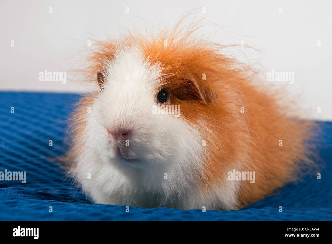 Swiss Teddy guinea pig breed (Cavia porcellus) Stock Photo