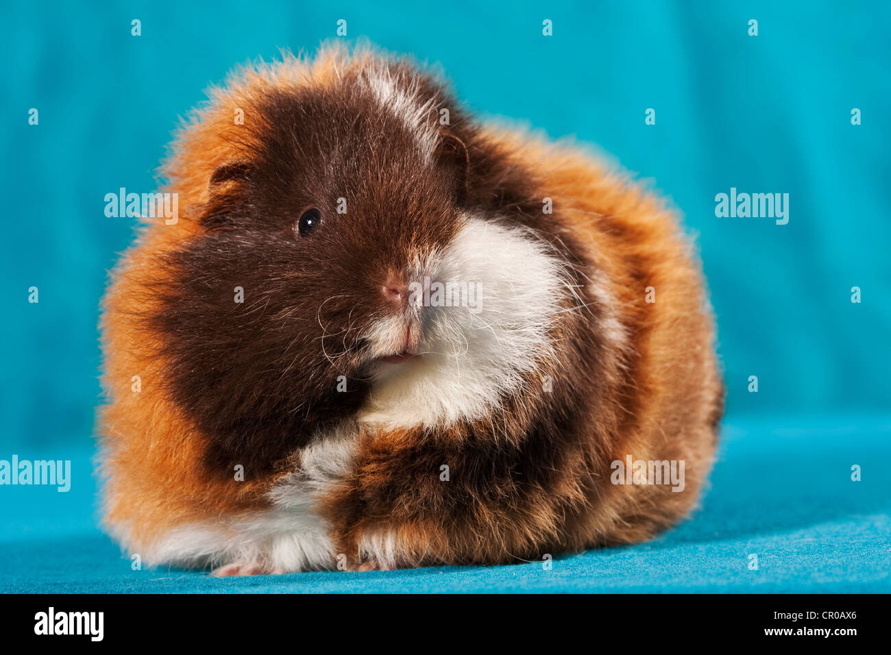 swiss-teddy-guinea-pig-pedigree-guinea-pig-stock-photo-alamy