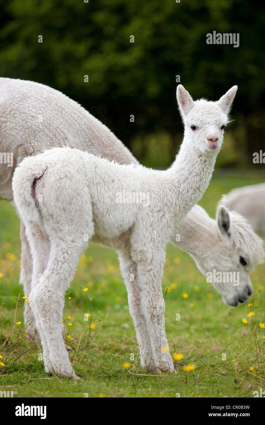 Baby Alpaca at Town End Farm near Kendal in the Lake District National Park, Cumbria, UK Stock Photo