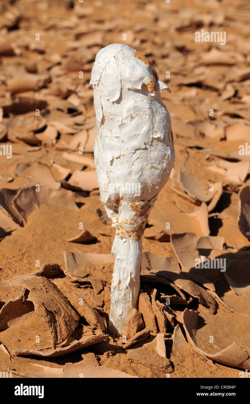 Black Powderpuff (Podaxis pistillaris), wild mushroom growing in the desert of Adrar Tekemberet, Immidir, Algeria, Sahara Stock Photo