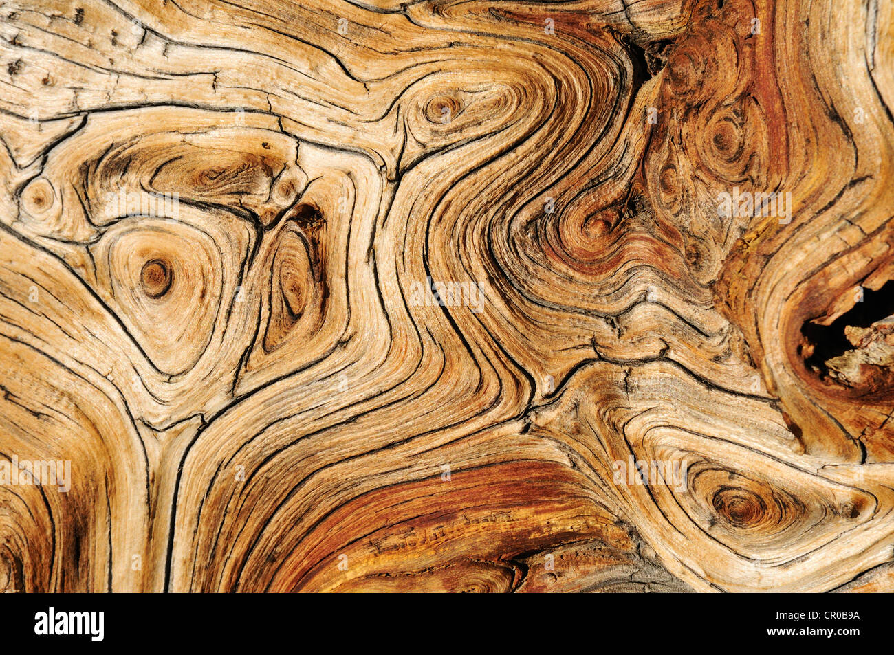 Weathered wood of an ancient Bristlecone pine (Pinus longaeva), Great Basin, Nevada, USA, North America Stock Photo