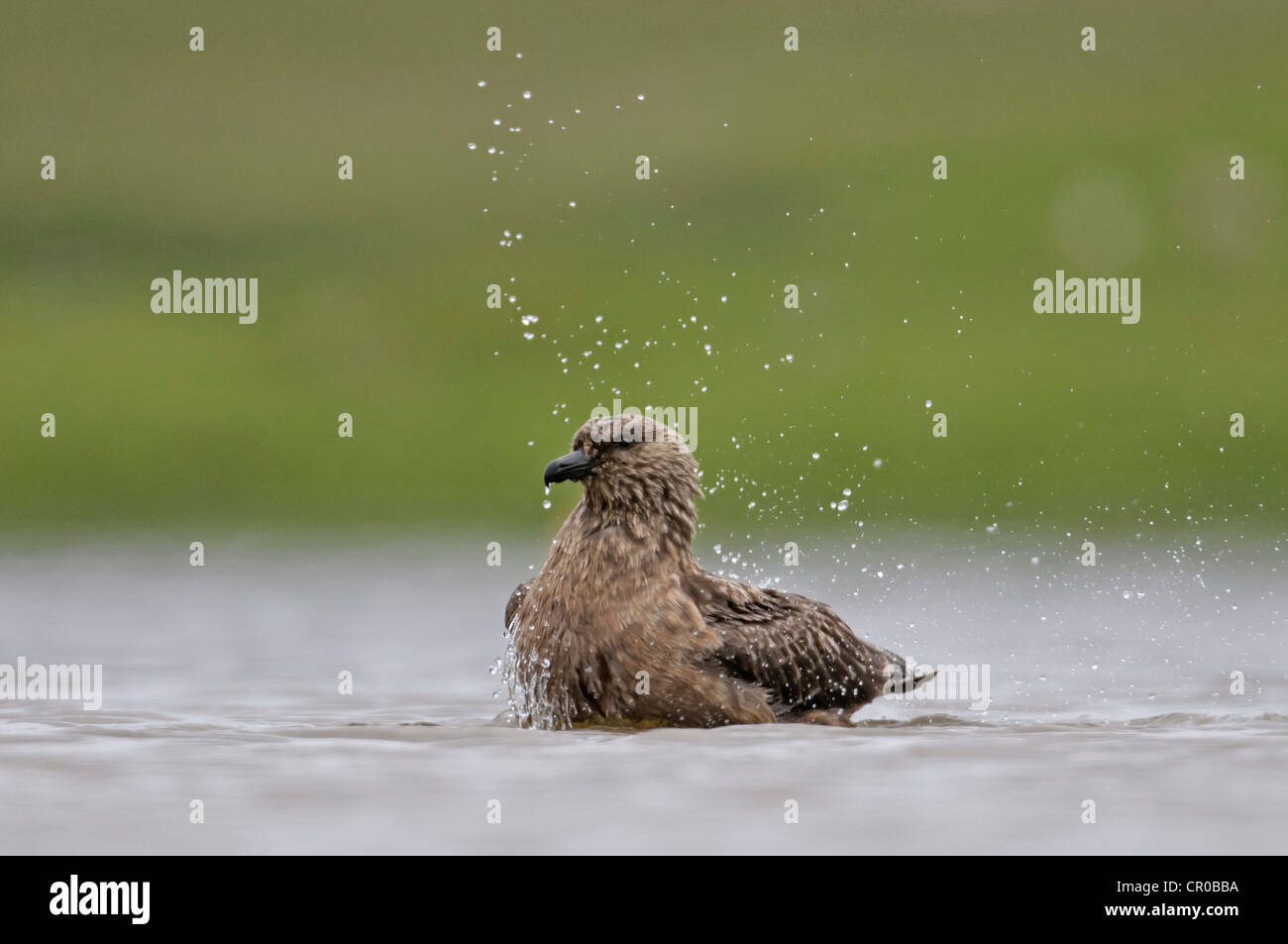 Great skua or bonxie (Stercorarius skua) adult bathing in freshwater loch. Shetland Isles. June. Stock Photo