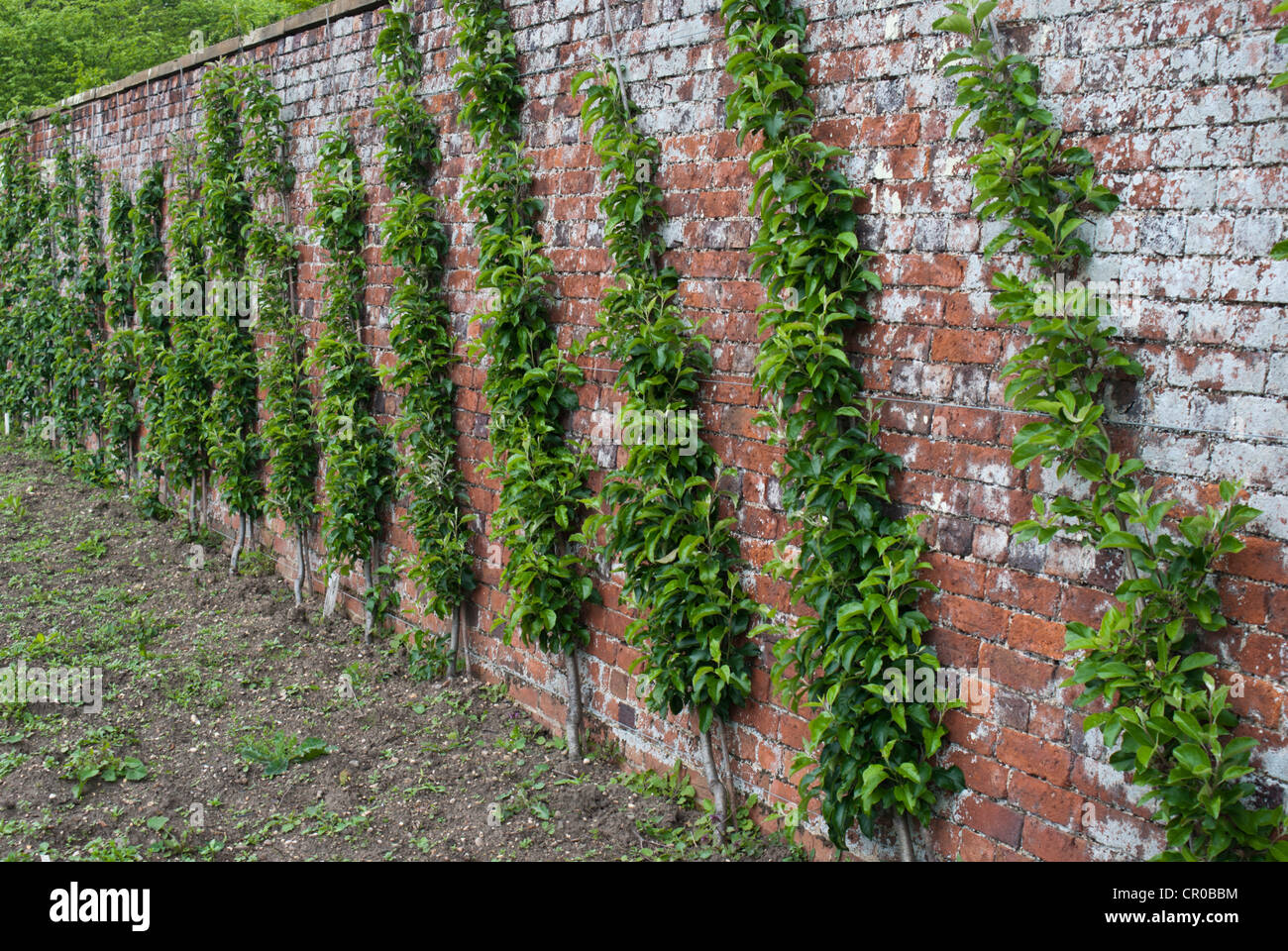 Cordon apple tree growing in a country walled garden Stock Photo - Alamy