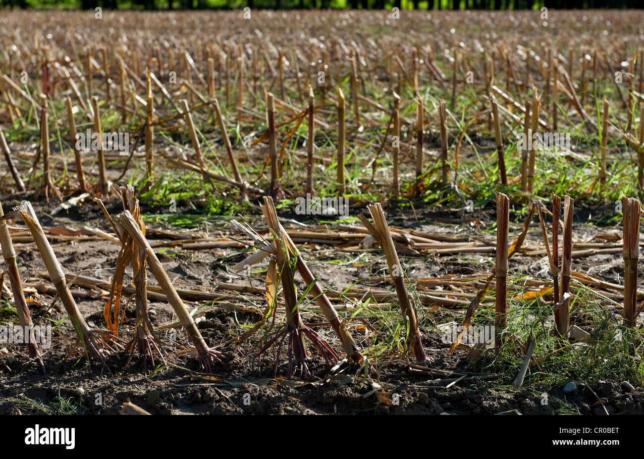 Harvested corn field near Markt Schwaben, Bavaria, Germany, Europe ...