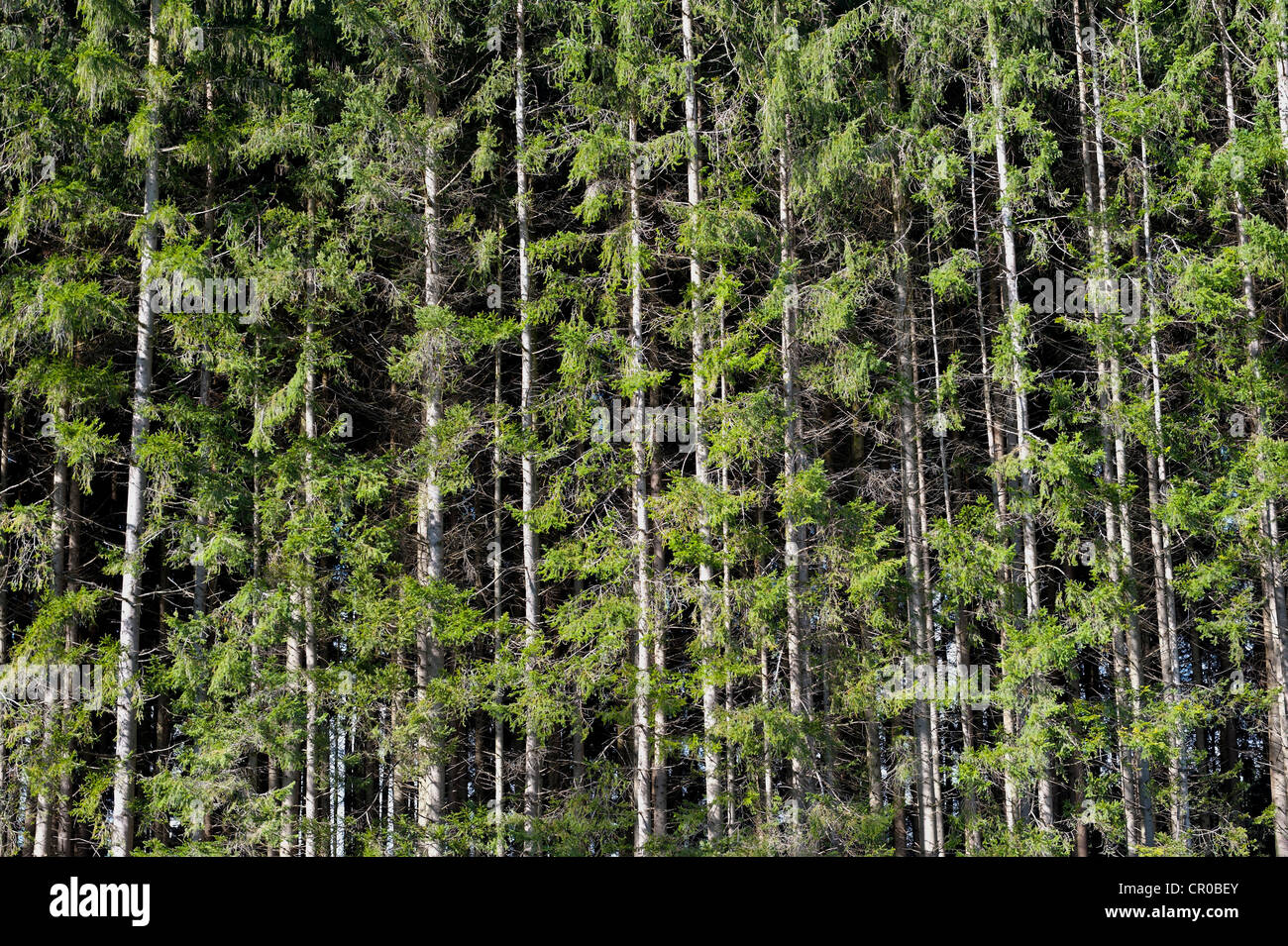 Spruce (Picea), pine forest near Markt Schwaben, Bavaria, Germany, Europe Stock Photo
