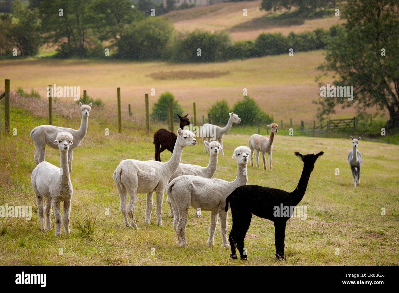 Alpacas at Town End Farm near Kendal in the Lake District National Park, Cumbria, UK Stock Photo