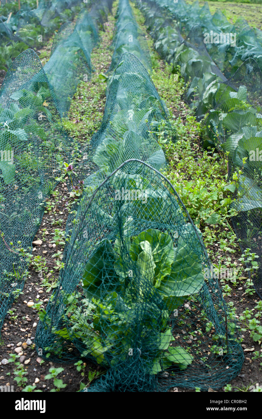 Netting brassica hires stock photography and images Alamy
