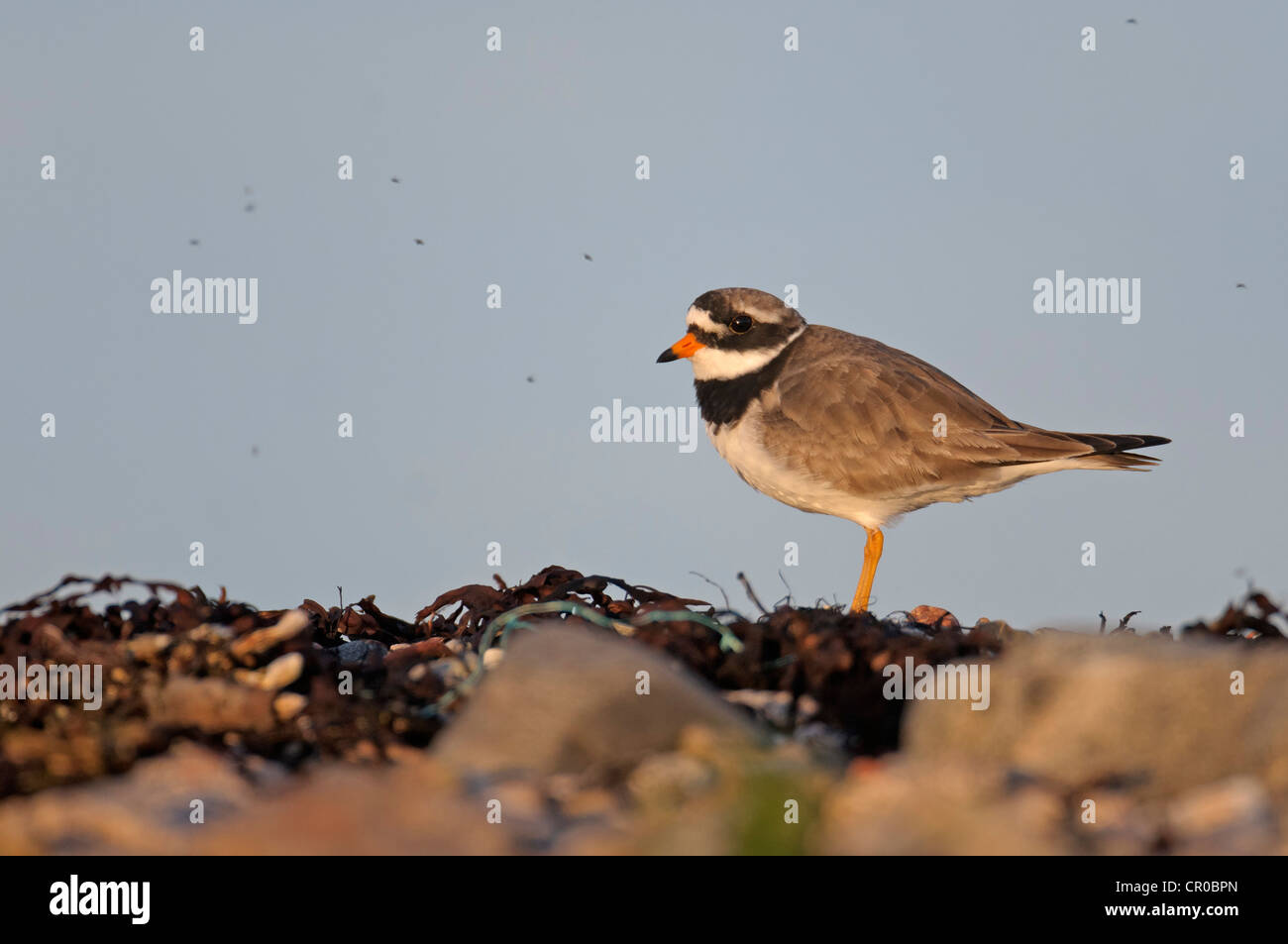 Ringed plover (Charadrius hiaticula) adult in breeding plumage on shingle beach in evening light, surrounded by sand flies. Stock Photo
