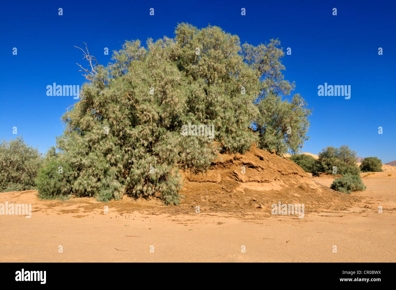 Tamasrisk tree (Tamarix), growing on a sandhill in a wadi of Erg Tihodaine, Wilaya Tamanrasset, Algeria, Sahara, North Africa Stock Photo