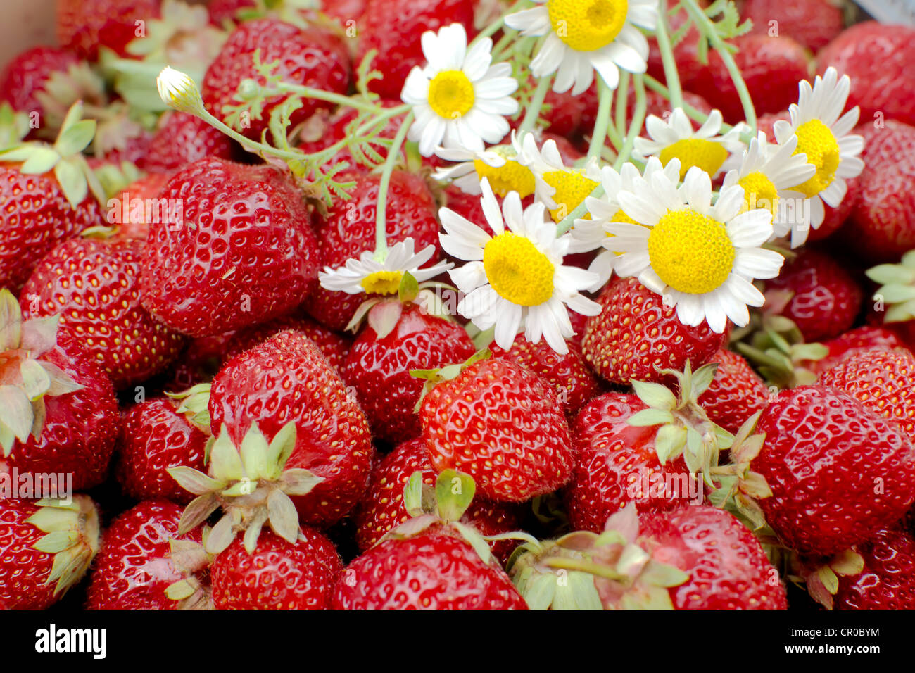 Bunch of fresh strawberries and daisies - closeup Stock Photo - Alamy