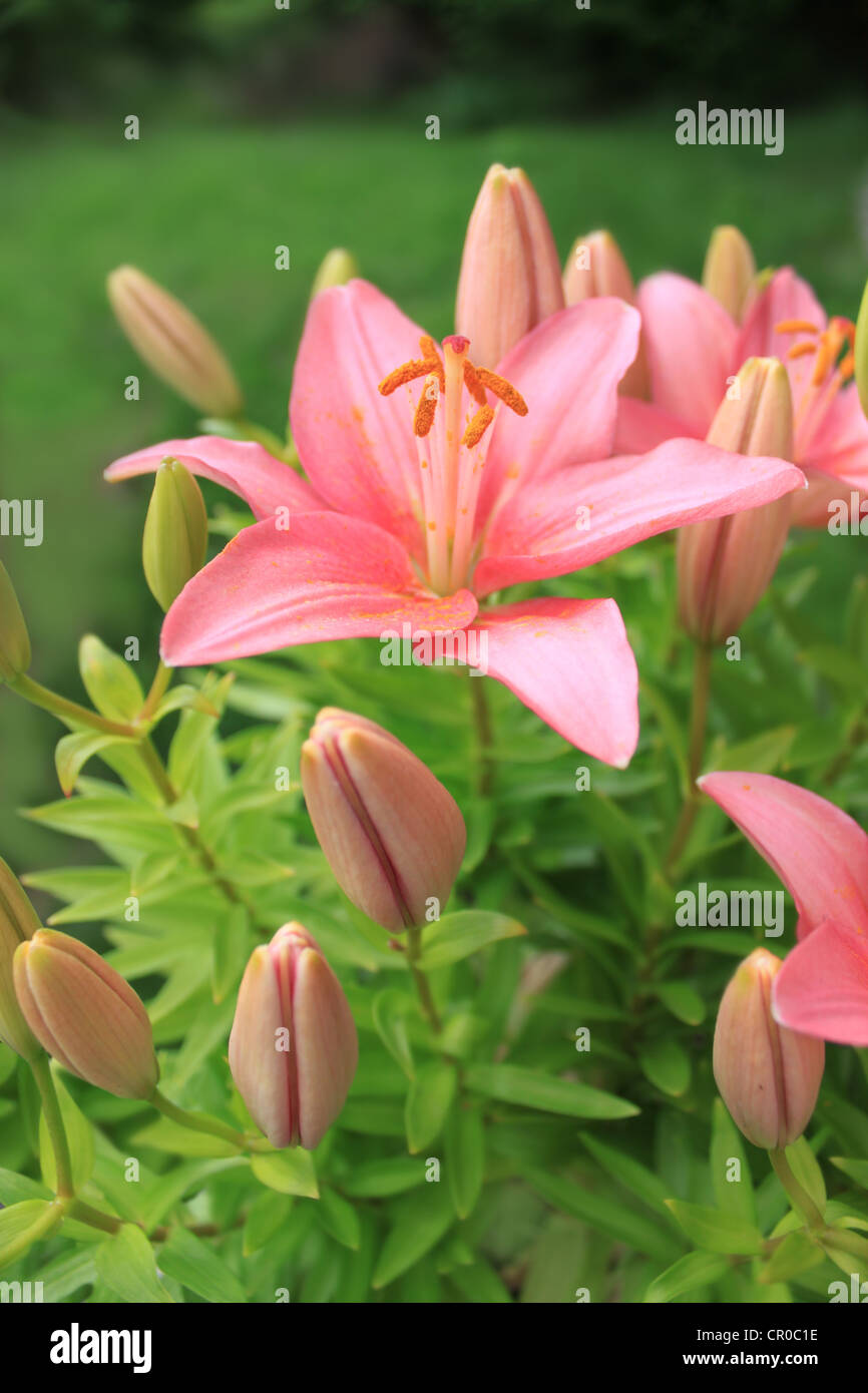 Closed and opened buds of a pink Asiatic Lily in a green garden Stock